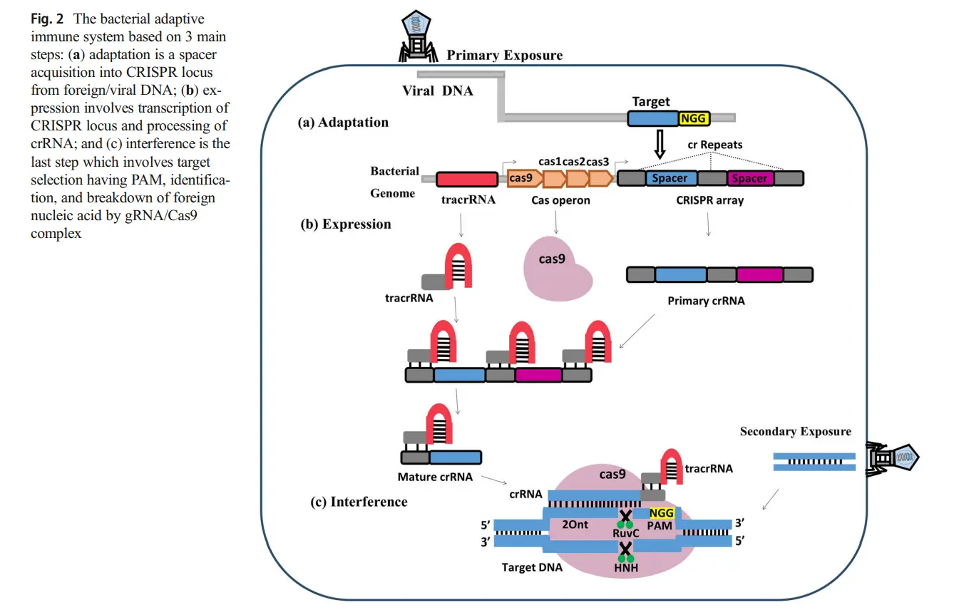CRISPR CAS9