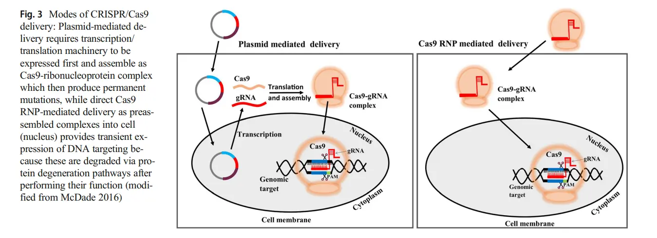 crispr cas9